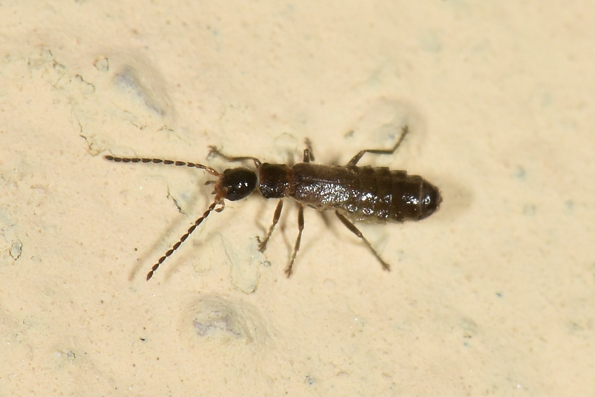 Cantharidae: Malthodes lobatus,  femmina